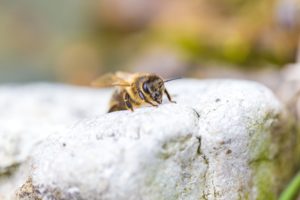 O tipo do própolis é definido dependendo de qual espécie de abelha produziu